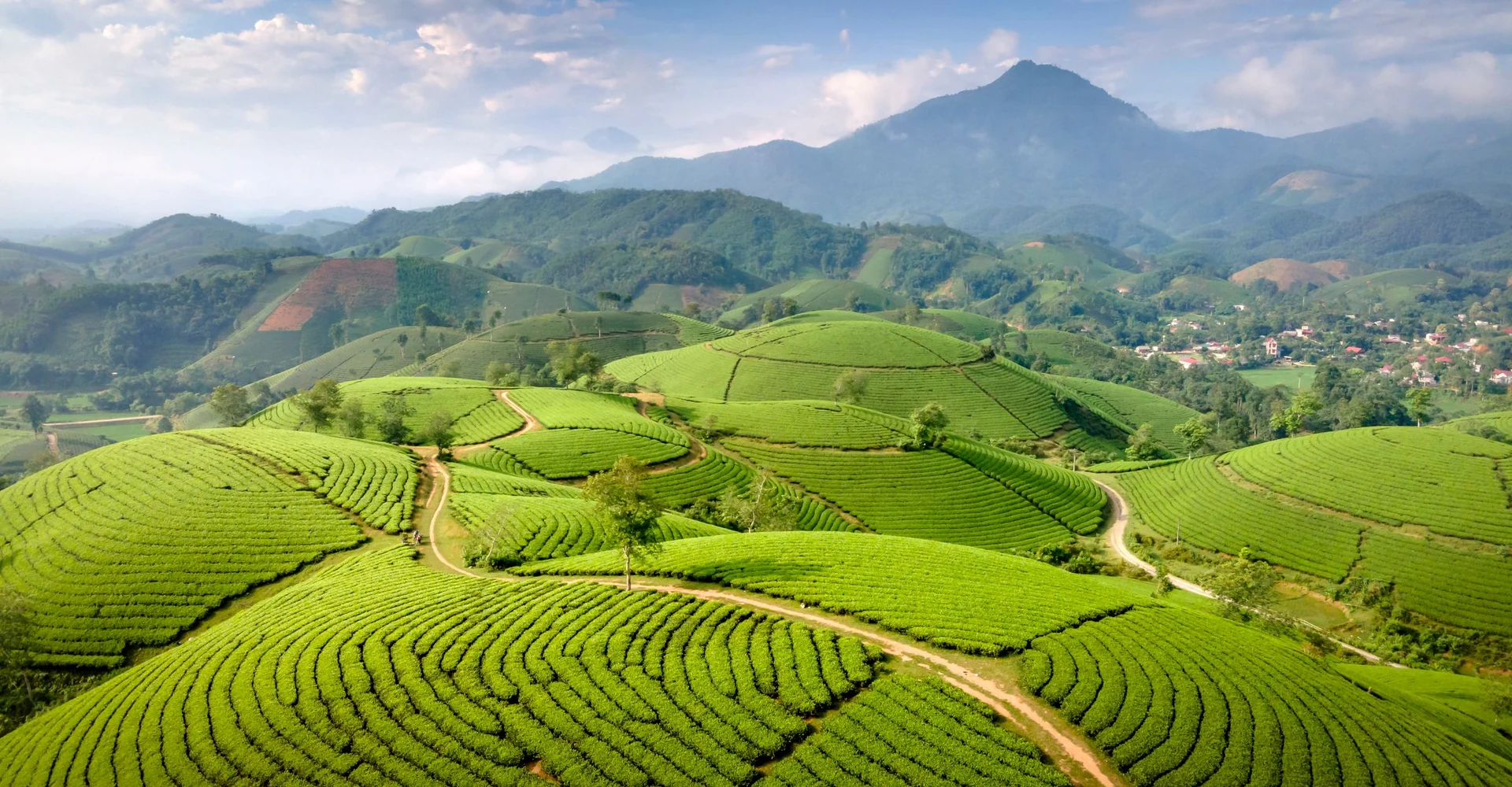 Rolling tea gardens and hills of North Bengal